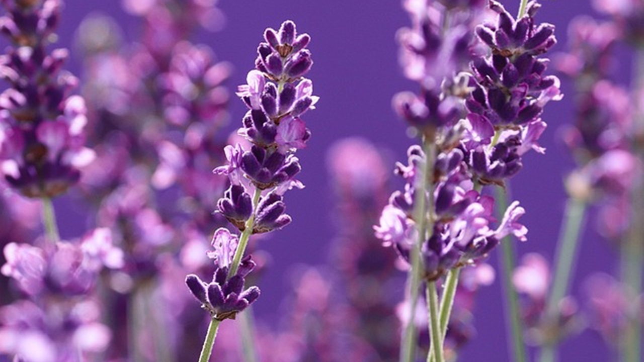 fully grown lavender