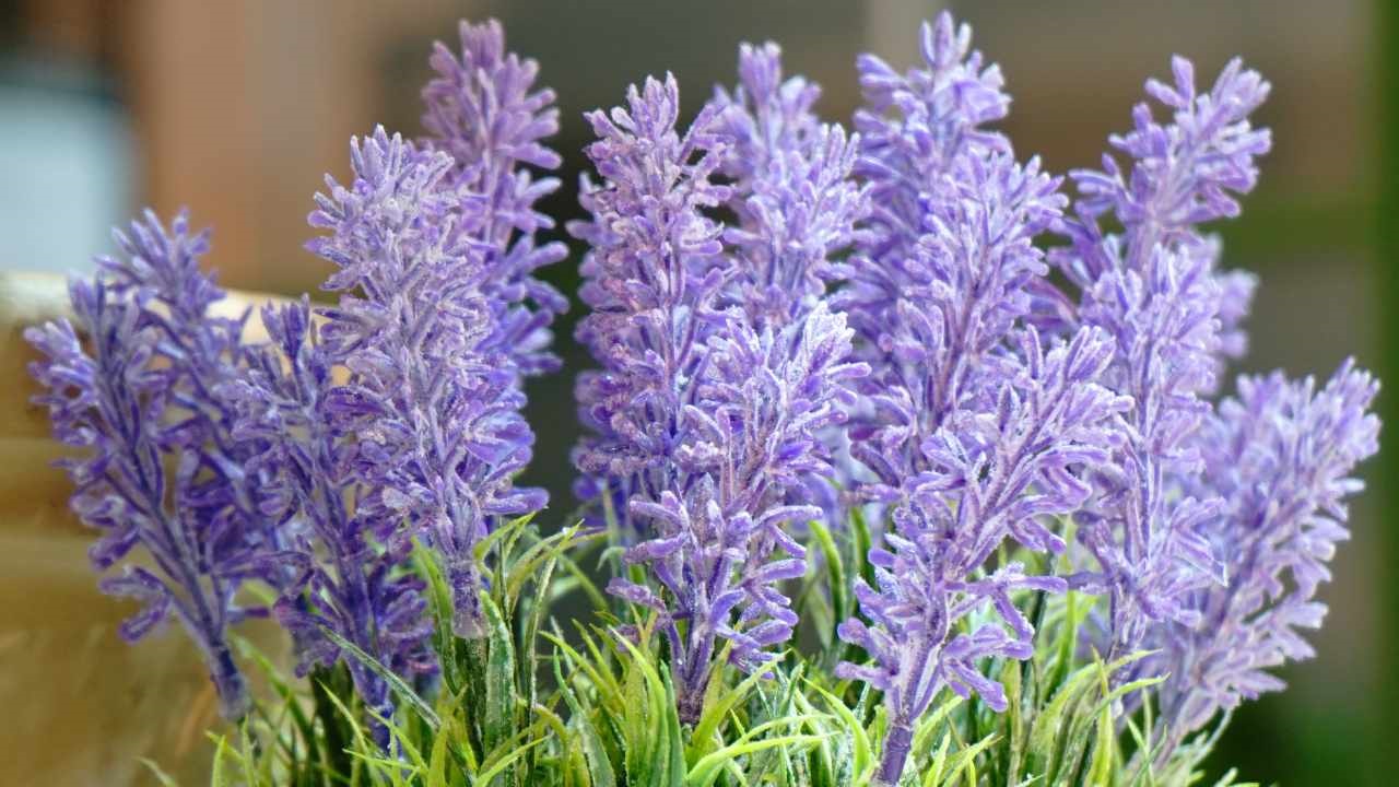 You need to protect lavender from frost in winter