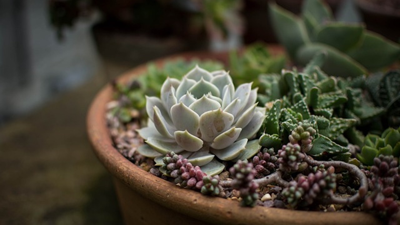 plant growing in a pot