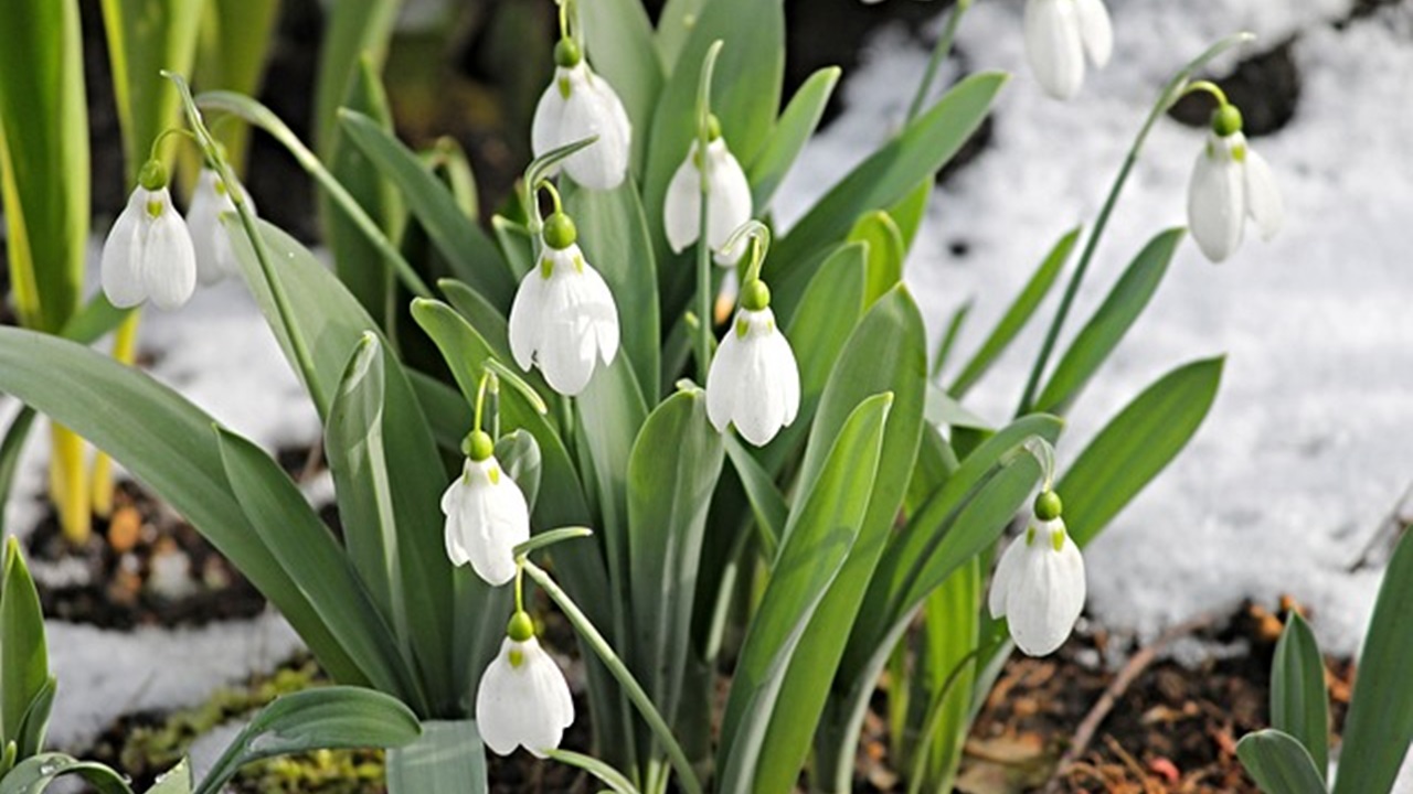 snowdrops flower grown in the garden