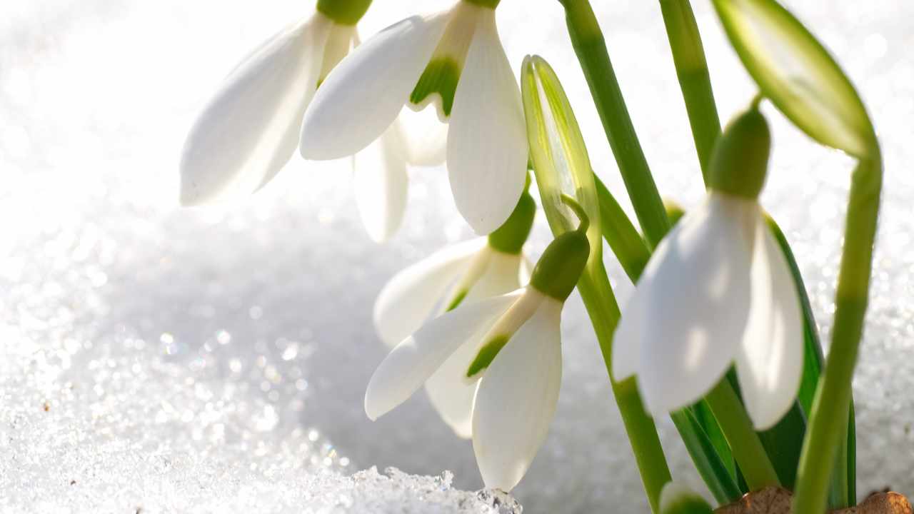 How to grow snowdrops in the garden, the delicate flower that emerges from the snow